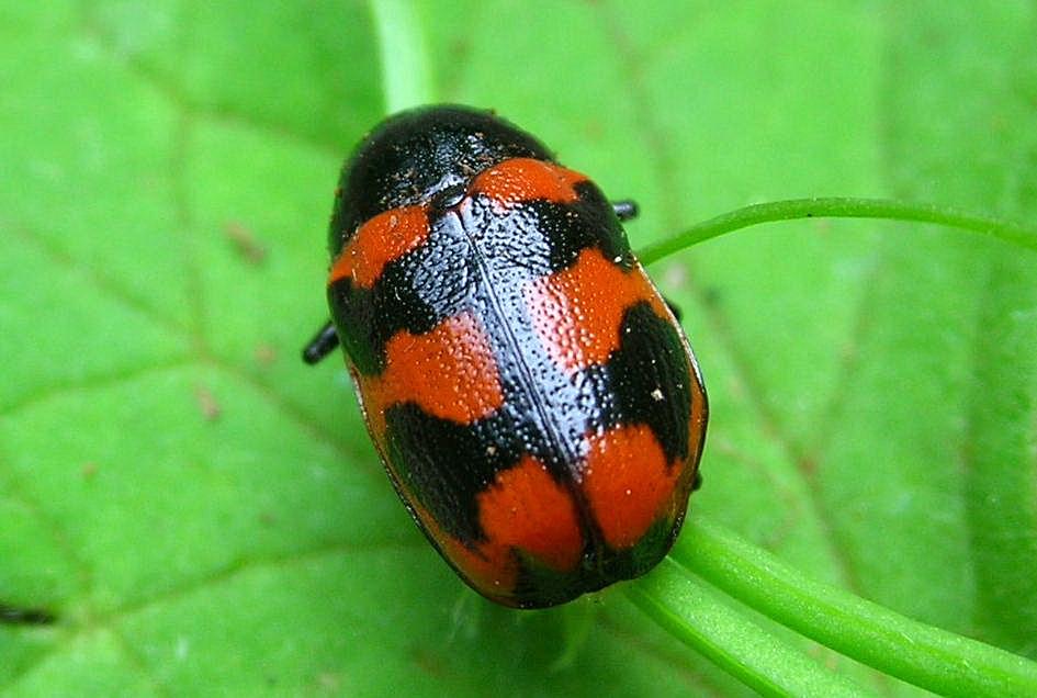 Cryptocephalus loreyi (Chrysomelidae)
